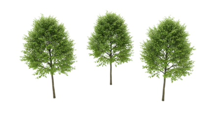 Four individual young deciduous trees with vibrant green leaves and slender brown trunks, healthy saplings, perfectly isolated on a pristine transparent studio background with bright, shadowless