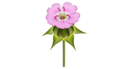 Isolated Pink Flower