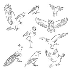Fototapeta premium Diverse Bird Illustrations A collection of meticulously drawn bird illustrations showcases the grace and diversity of avian life.