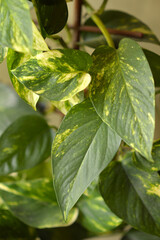 golden pothos plant in the pot