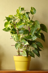 golden pothos plant in the pot