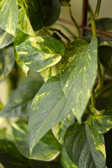 golden pothos plant in the pot