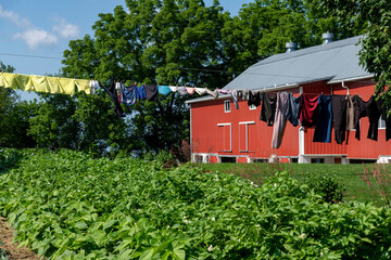 Rural scene in Amish Lancaster area, PA, USA with clothing hanging on clothing line with bright red farmhouse in the background and low crops in forefront