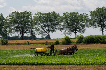 Amish farmer in field spraying his crops with traveling sprinkler installation pulled by mules in...