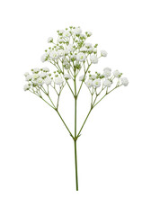 A single delicate sprig of white baby's breath flowers with tiny blossoms and green stems, perfectly centered against a bright, shadowless plain white background with ample copy space, concept of