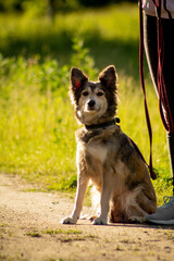 Adorable long haired collie type dog with leash, red and white color, walking in park with bright...