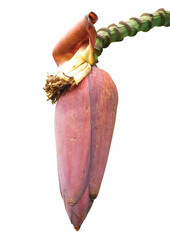 Banana flower isolated on white background.