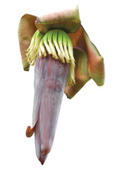 Banana flower isolated on white background.