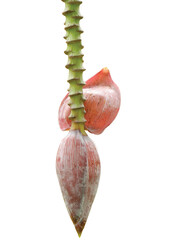 Banana flower isolated on white background.