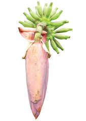 Banana flower isolated on white background.