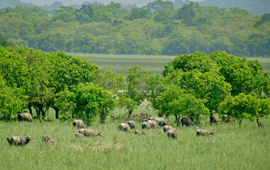 Herd of wild water buffalo in the forest