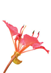 Red orchid tree isolated on white background.