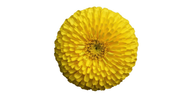 Isolated Yellow Pompon Mum Flower