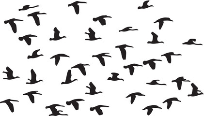 Fototapeta premium Flock of birds in flight flying nature