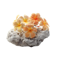 Soft peach and pale yellow plumeria flowers atop a textured light gray rock