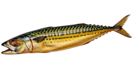 Isolated Mackerel