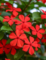 Vibrant red flowers cluster amidst lush green foliage