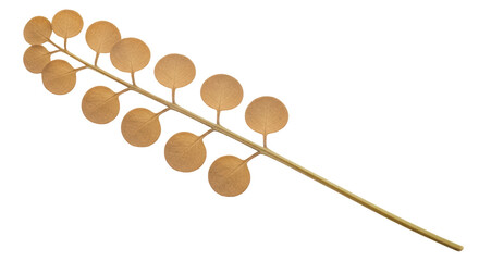 Isolated Dried Eucalyptus Branch