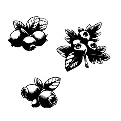 Three clusters of blueberries with leaves in a black and white botanical illustration style graphic design