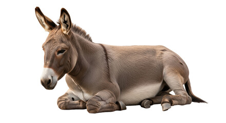 Isolated Lying Donkey