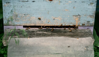 The photo captures the busy activity of bees at the hive, showcasing their role in pollination and honey production. File 2