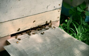 The photo captures the busy activity of bees at the hive, showcasing their role in pollination and honey production. File 1