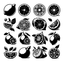 Illustration showing various lemons and lemon slices in black and white with detailed line work style art