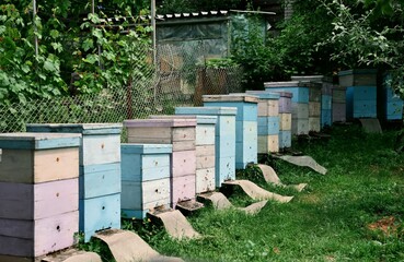 Colorful Wooden Beehives in a Lush Garden Apiary