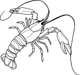 Lobster Line Drawing Vector for Coloring Pages