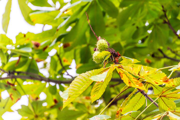 Castanea sativa pertenece a la familia de Fagaceae.
