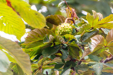 Castanea sativa pertenece a la familia de Fagaceae.