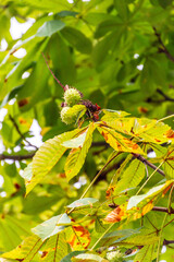 Castanea sativa pertenece a la familia de Fagaceae.
