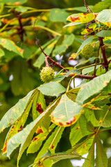 Castanea sativa pertenece a la familia de Fagaceae.