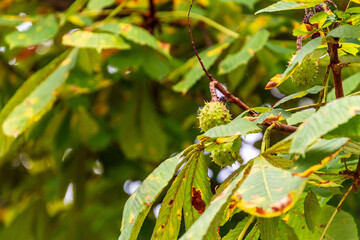 Castanea sativa pertenece a la familia de Fagaceae.