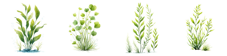 Fototapeta premium Watercolor Green Plants and Grass Tufts Isolated on White