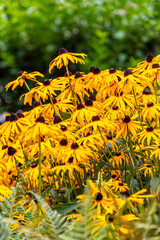 Rudbeckia fulgida pertenece a la familia de Asteraceae.