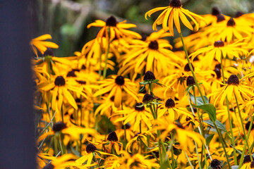 Rudbeckia fulgida pertenece a la familia de Asteraceae.