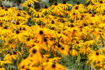 Rudbeckia fulgida pertenece a la familia de Asteraceae.