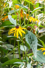 Rudbeckia fulgida pertenece a la familia de Asteraceae.