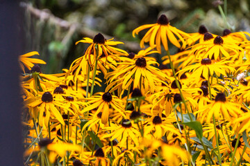 Rudbeckia fulgida pertenece a la familia de Asteraceae.