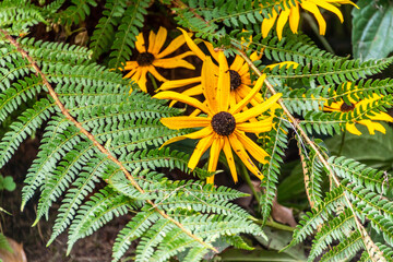 Rudbeckia fulgida pertenece a la familia de Asteraceae.