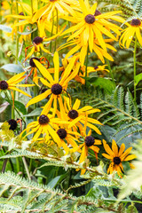 Rudbeckia fulgida pertenece a la familia de Asteraceae.