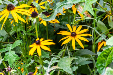 Rudbeckia fulgida pertenece a la familia de Asteraceae.