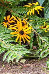 Rudbeckia fulgida pertenece a la familia de Asteraceae.