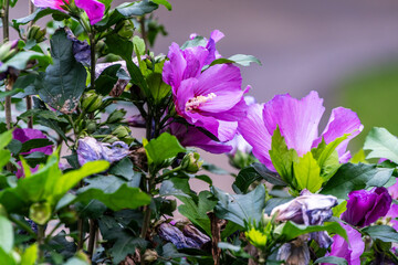 Hibiscus syriacus pertenece a la familia de Malvaceae.