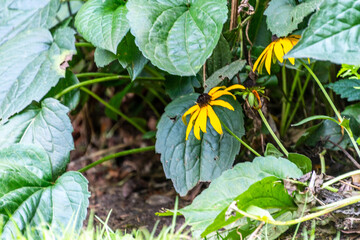Rudbeckia fulgida pertenece a la familia de Asteraceae.