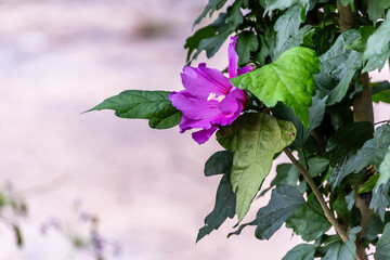Hibiscus syriacus pertenece a la familia de Malvaceae.