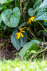 Rudbeckia fulgida pertenece a la familia de Asteraceae.