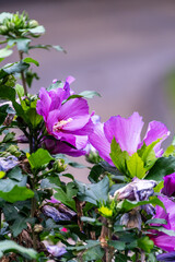 Hibiscus syriacus pertenece a la familia de Malvaceae.