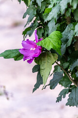 Hibiscus syriacus pertenece a la familia de Malvaceae.